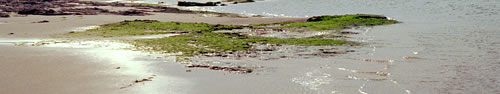 The beach to the north of Bamburgh