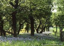 Bluebells in an oak wood at Juniper Hill near Belford