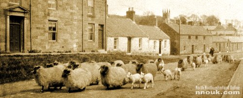 The former Windy Gyle Adventure Centre on West Street in Belford. Seen here in much earlier times. 