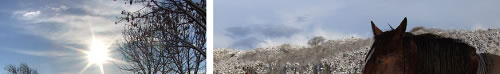 Snow and horses