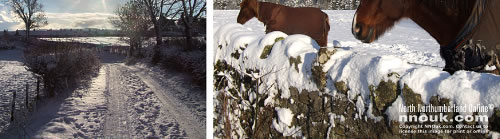 Snow and horses