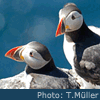 Puffins. Photo by T.Muller - Creative Commons Attribution 2.5 licence
