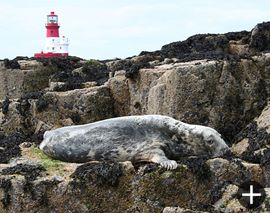 A seal in front of the Longstone lighthouse.