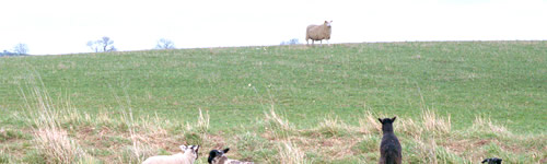 Spring lambs in Northumberland