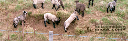 Spring lambs in Northumberland