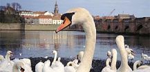 Swans on the River Tweed at Berwick