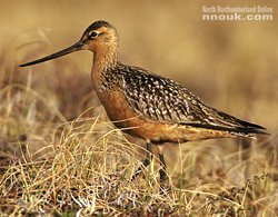 A bar-tailed godwit