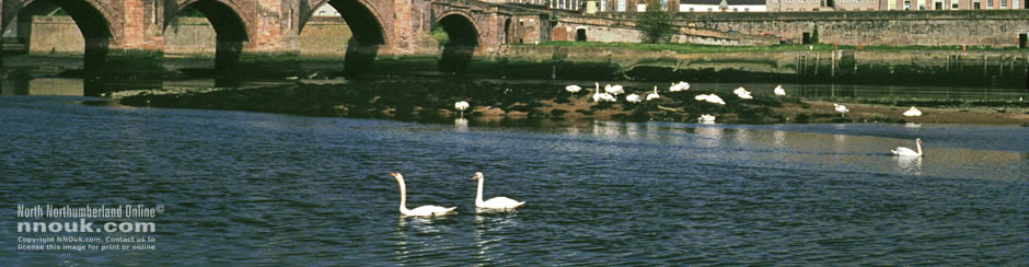 Swans on the river at Berwick upon Tweed