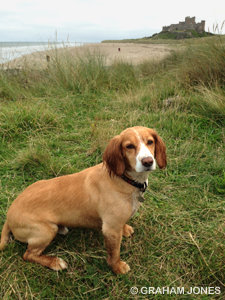Buttons takes a break in front of Bamburgh castle and beach
