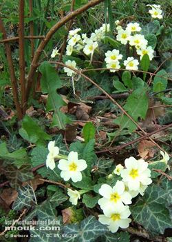 Primroses at Etal