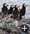 Puffins sitting on a cliff top, Staple Island.