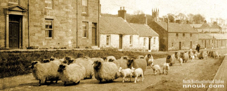 Sheep on West Street, Belford